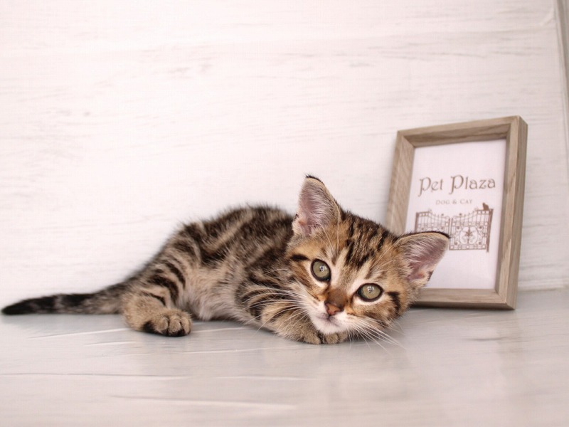 アメリカンショートヘア26-0269