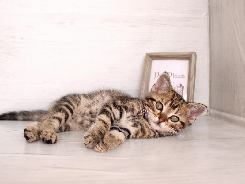 アメリカンショートヘア26-0269