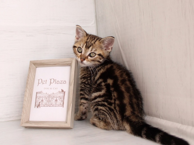 アメリカンショートヘア26-0269