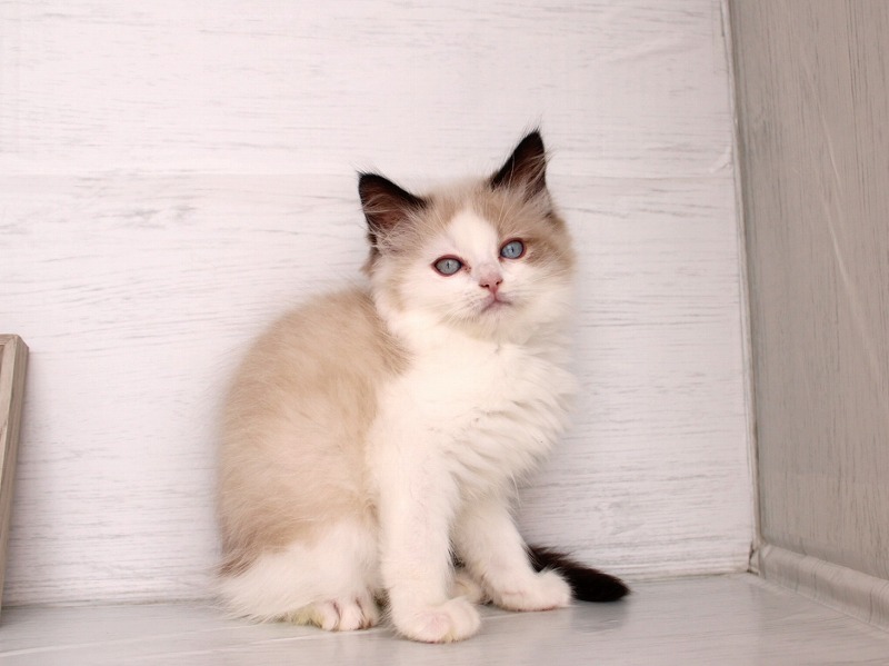 ラグドール26-0263