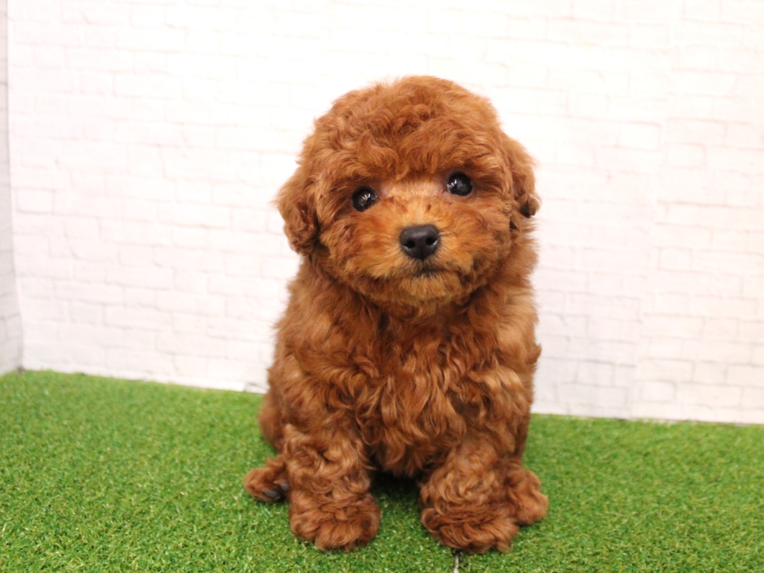 トイプードル26-0243