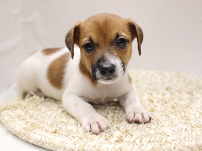 ジャックラッセルテリア26-0195