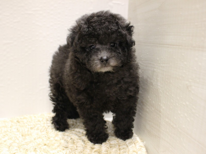 トイプードル26-0220