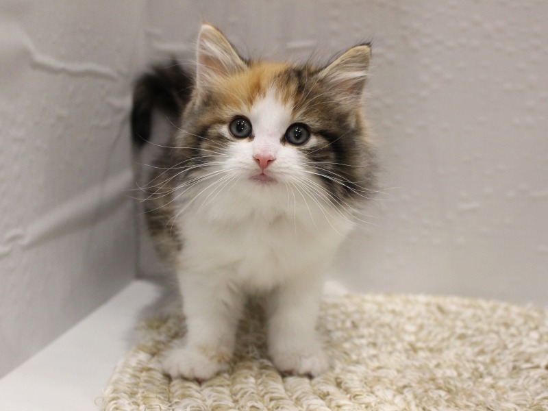 ノルウェージャンフォレスト26-0231