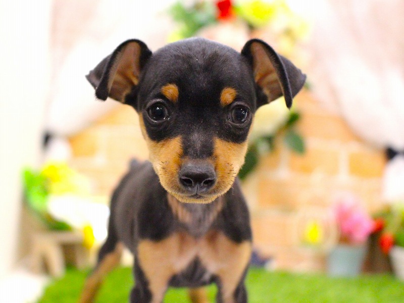 ミニチュアピンシャー26-0211