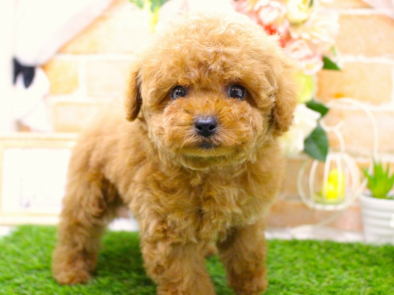 トイプードル26-0256