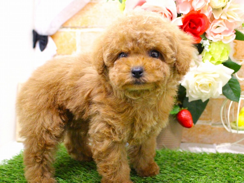 トイプードル26-0256