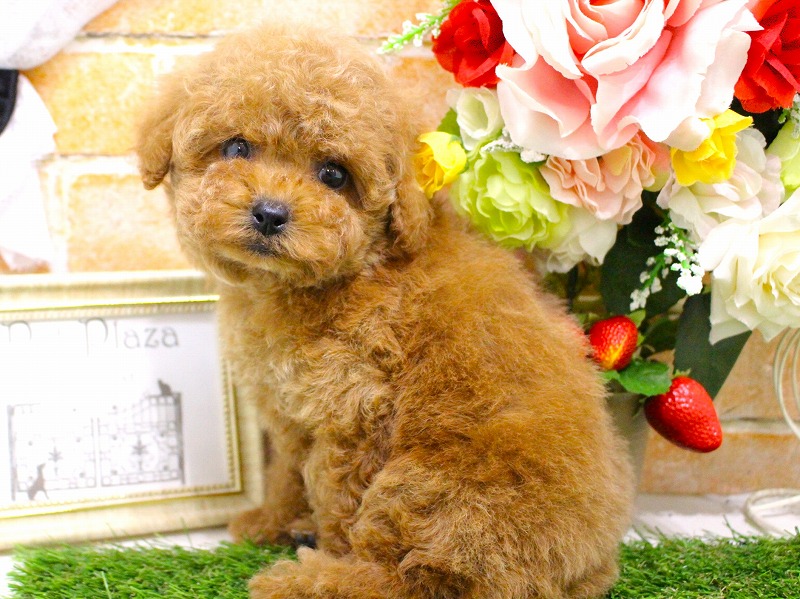 トイプードル26-0256