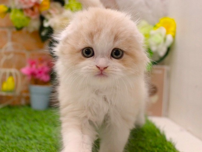 スコティッシュフォールド26-0276