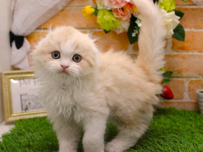 スコティッシュフォールド26-0276