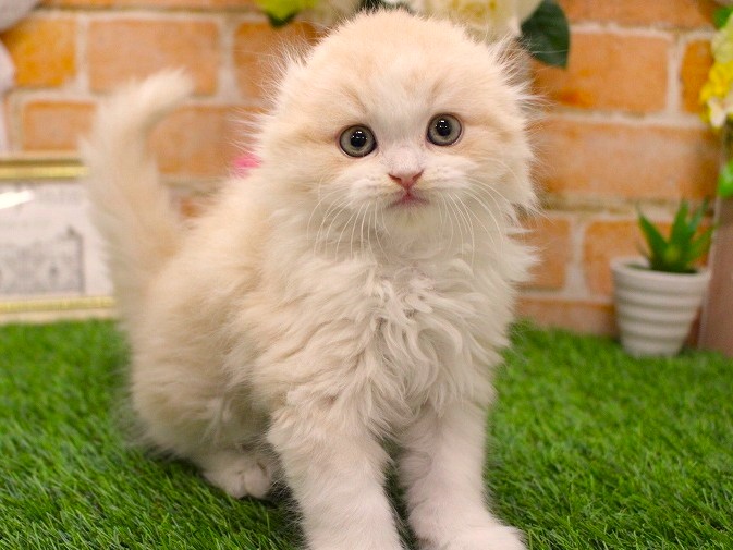 スコティッシュフォールド26-0276