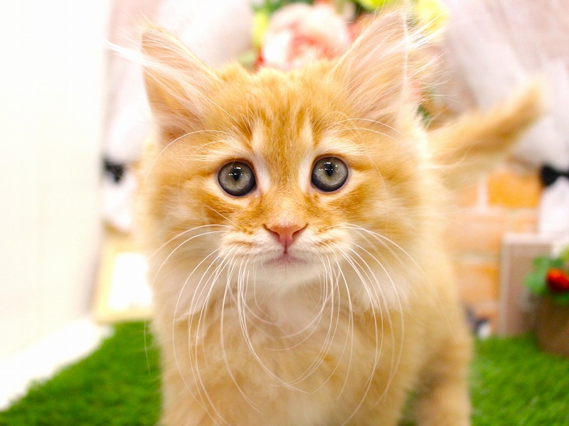 ミヌエット26-0291