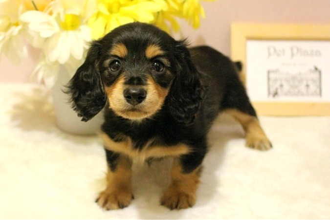 ミニチュアダックスフンド26-0280