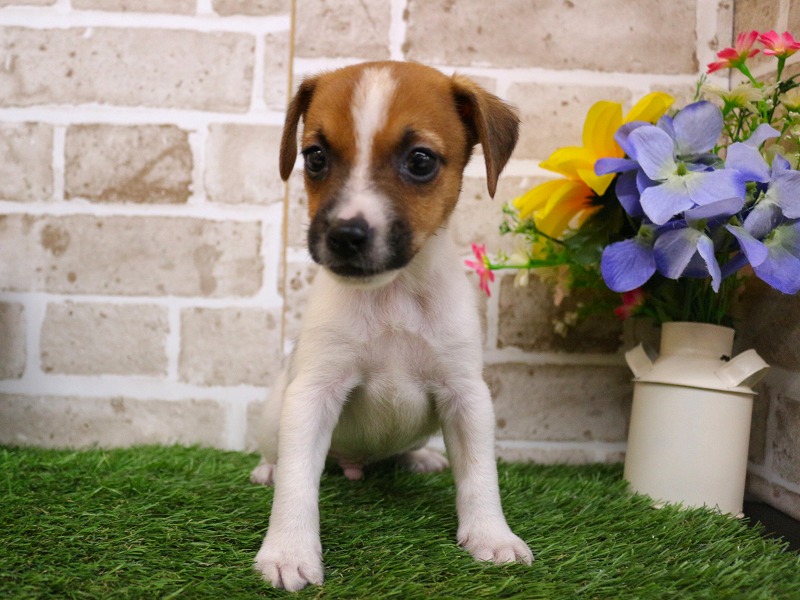 ジャックラッセルテリア26-0196