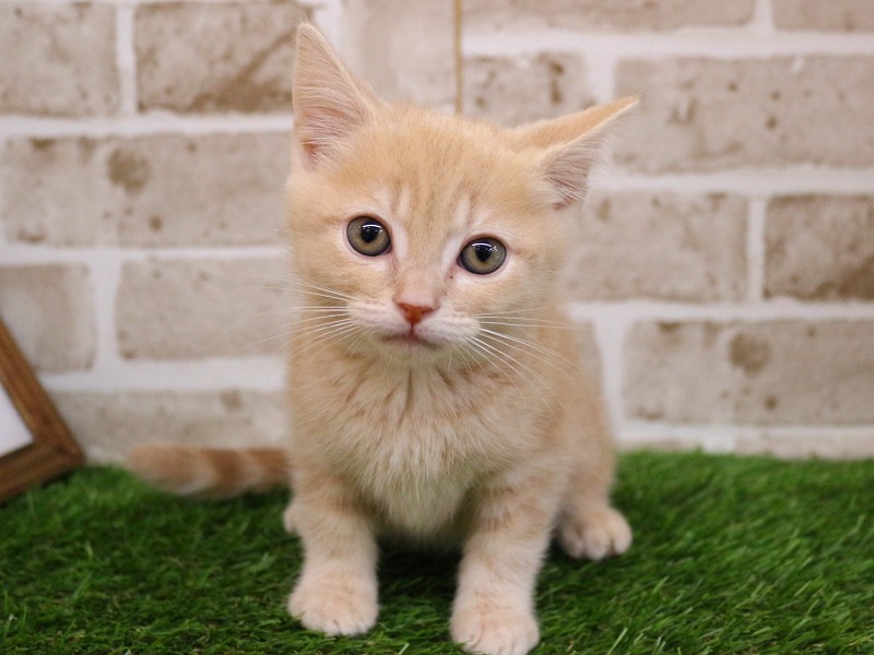 アメリカンショートヘア26-0201