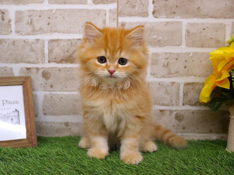 スコティッシュストレート26-0206