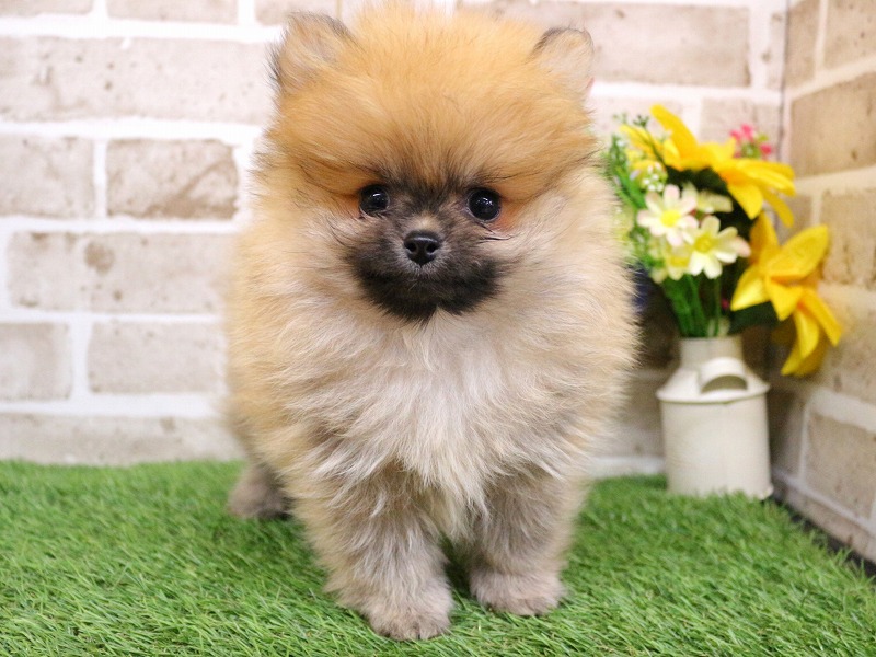 ポメラニアン26-0209