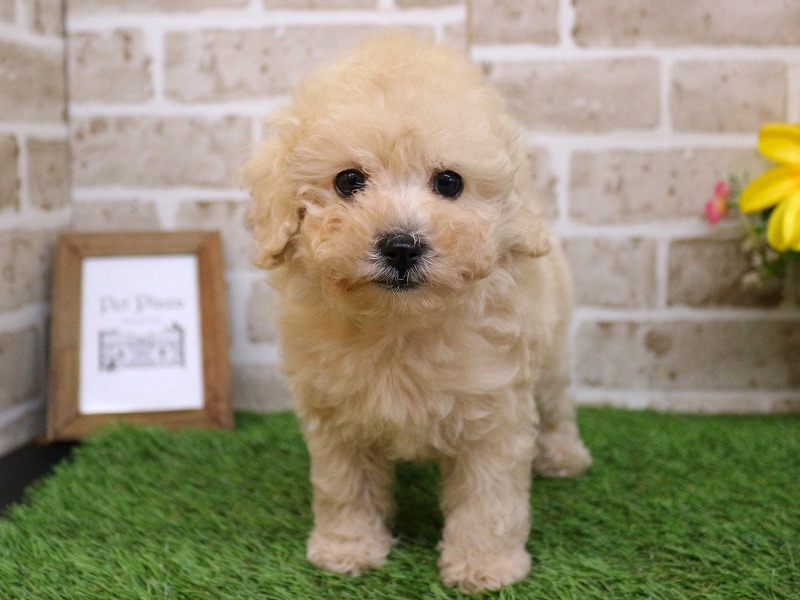 トイプードル26-0253