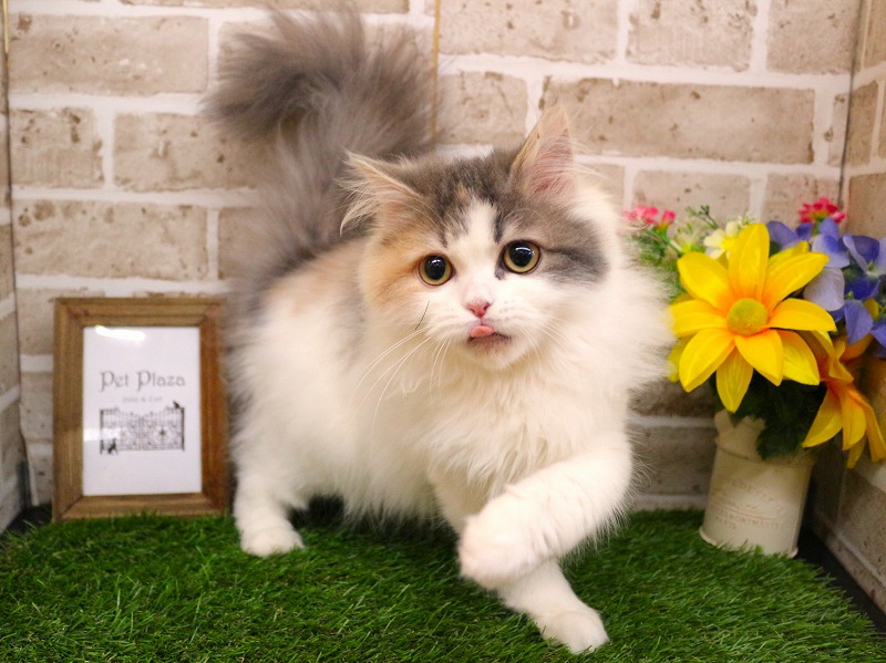 サイベリアン25-1305