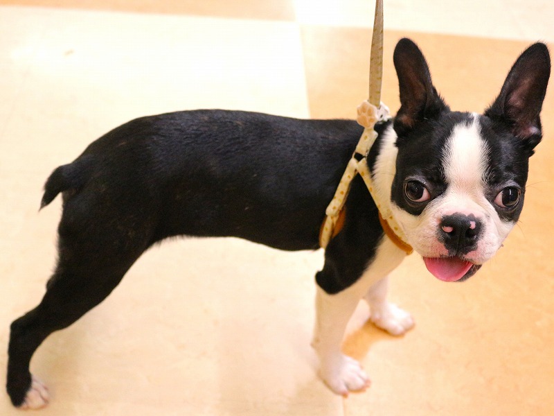 ボストンテリア26-0103