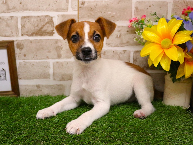 ジャックラッセルテリア26-0196