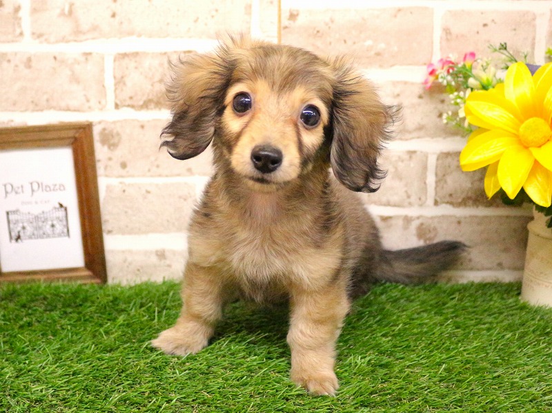 ミニチュアダックスフンド26-0180