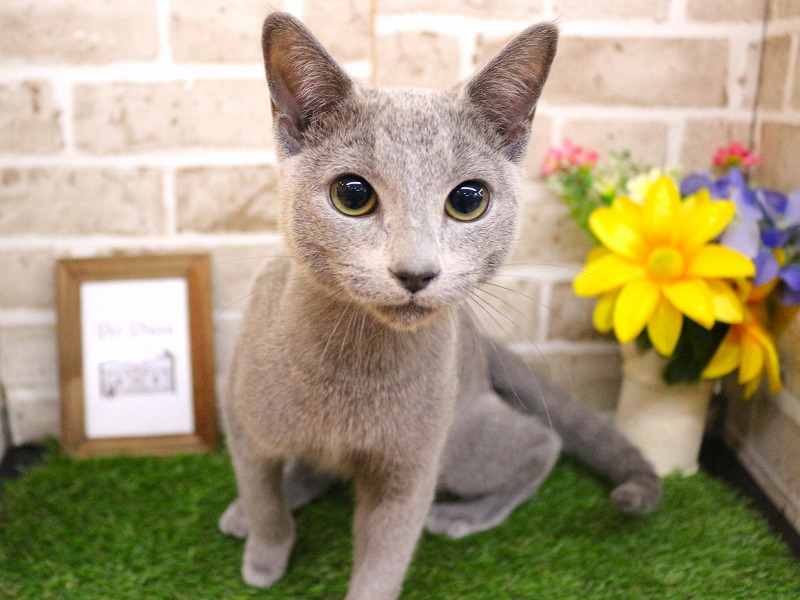 ロシアンブルー26-0041