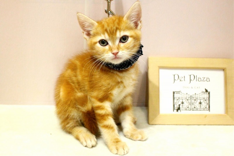 アメリカンショートヘアー26-0200