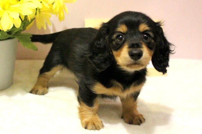 ミニチュアダックスフンド26-0280