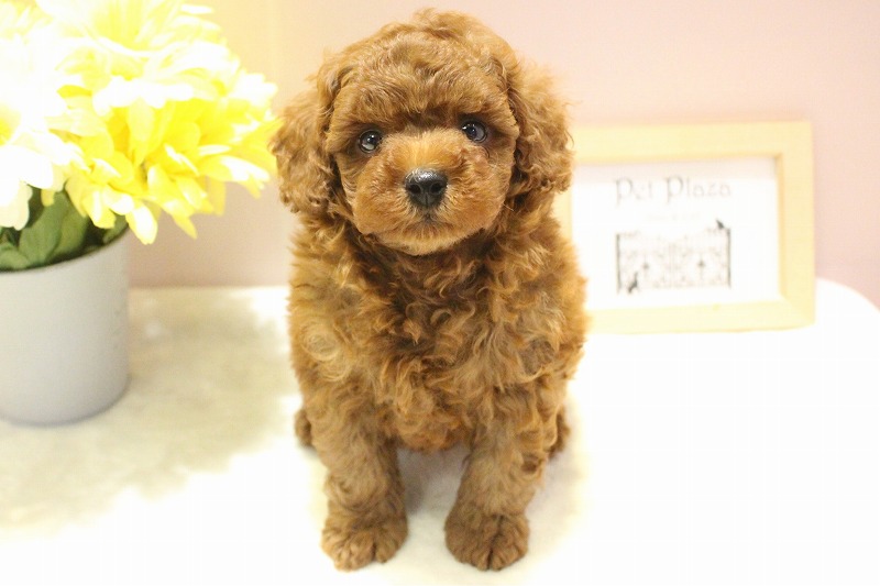 トイプードル26-0174