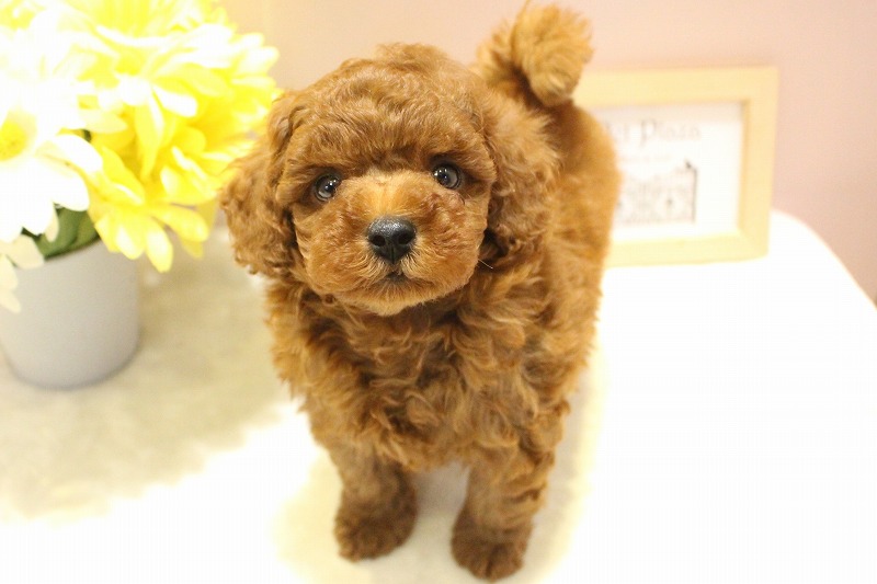 トイプードル26-0174