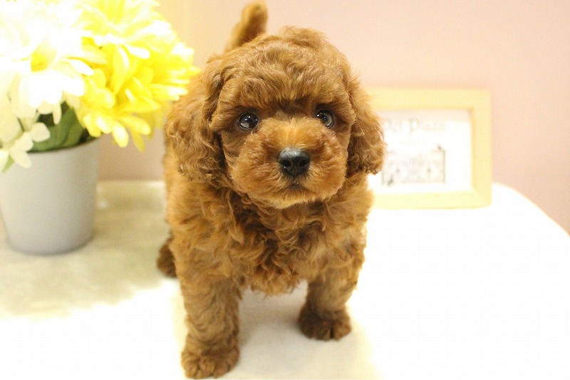 トイプードル26-0174