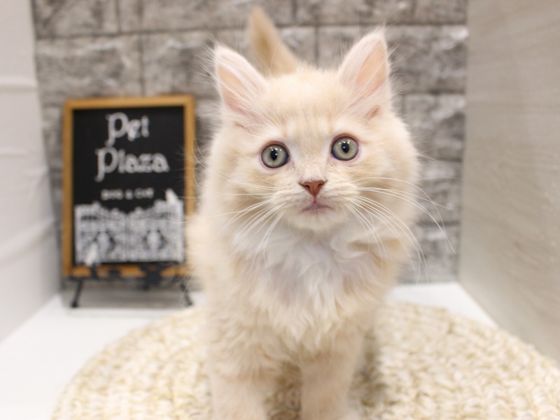 サイベリアン26-0257