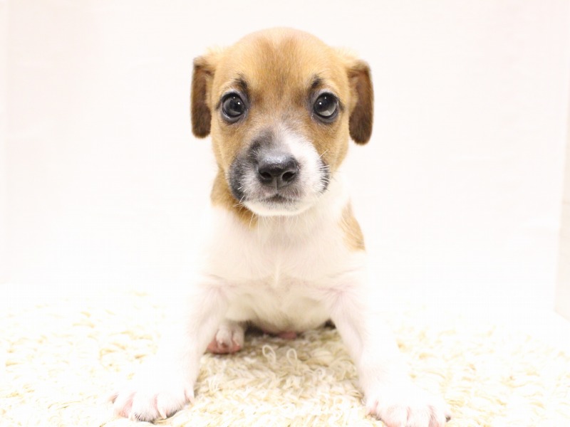 ジャックラッセルテリア26-0195