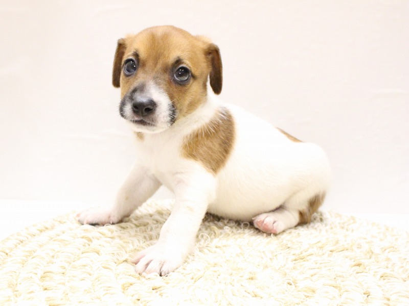 ジャックラッセルテリア26-0195