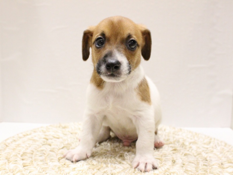 ジャックラッセルテリア26-0195