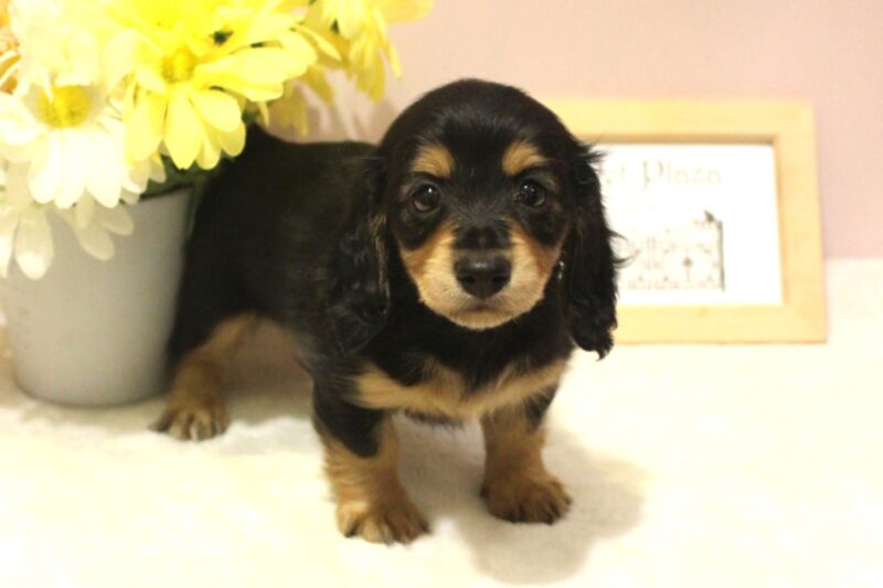 ミニチュアダックスフンド26-0280