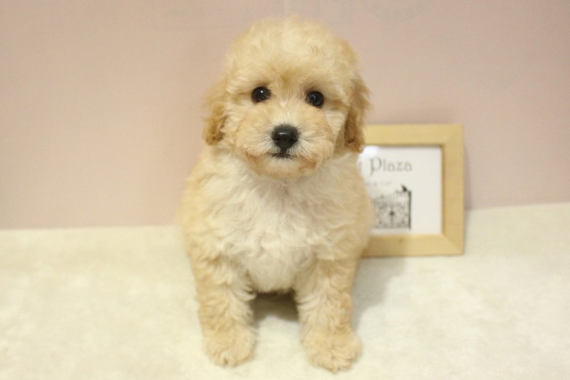 トイプードル26-0254