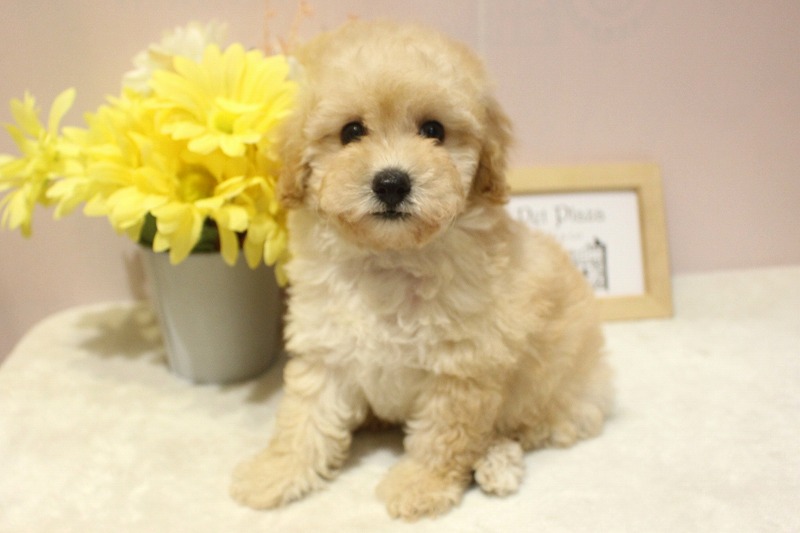 トイプードル26-0254