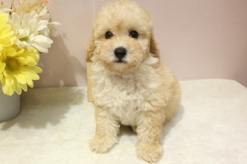 トイプードル26-0254