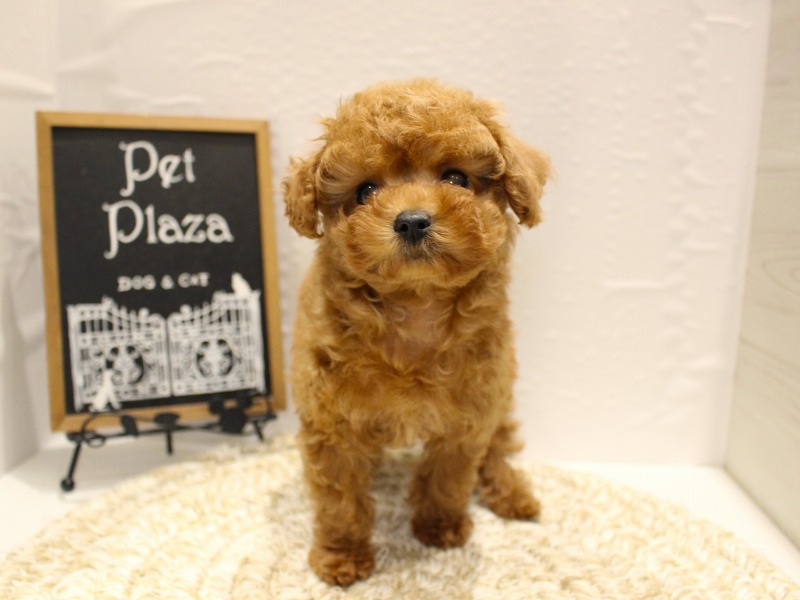 トイプードル26-0223