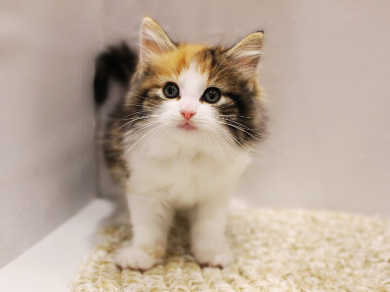 ノルウェージャンフォレスト26-0231