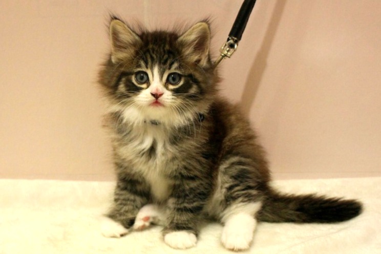 ノルウェージャンフォレストキャット26-0270