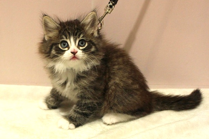 ノルウェージャンフォレストキャット26-0270