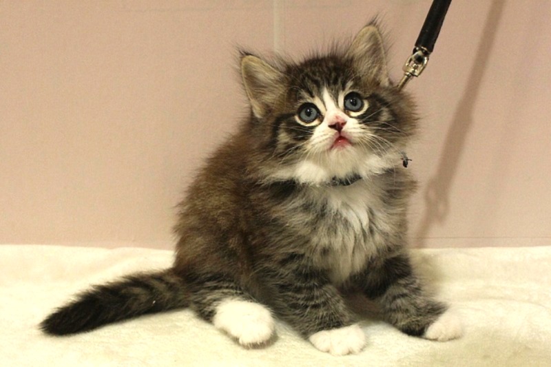 ノルウェージャンフォレストキャット26-0270