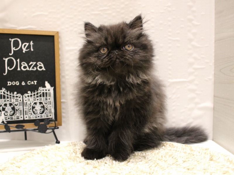 猫ちゃん3頭が一気に仲間入り🐱✨