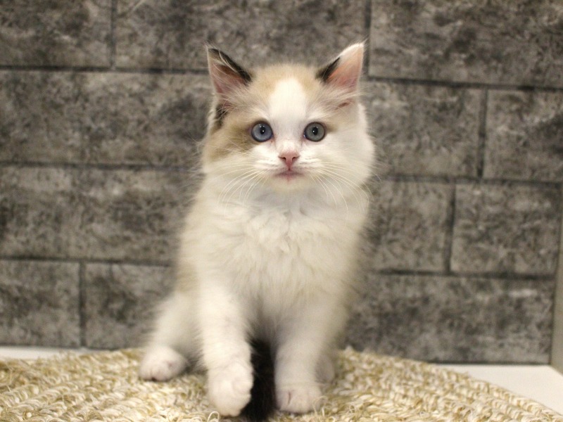 ラグドール26-0262