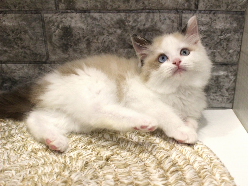 ラグドール26-0262