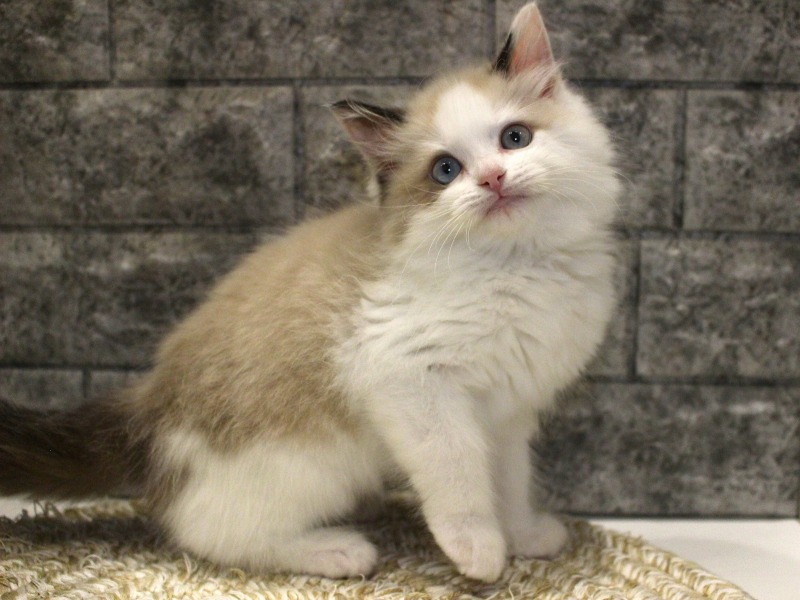 ラグドール26-0262