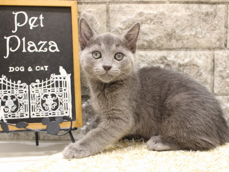 ロシアンブルー26-0251